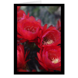 Red cactus bloom cards