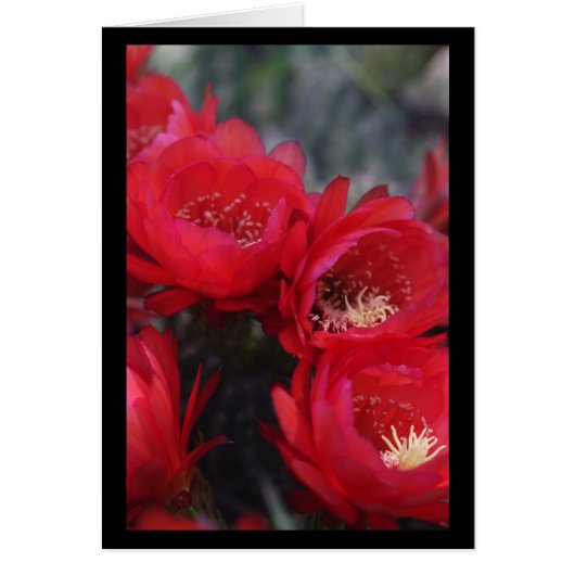 Red cactus bloom cards (Front)