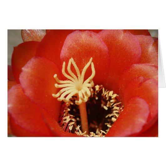 Red cactus bloom cards (Front Horizontal)