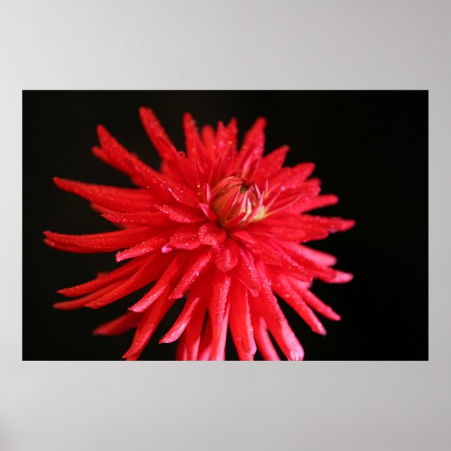Red Cactus Dahlia Poster (Front)