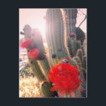 Red Cactus Flowers Sunset Postcard<br><div class="desc">Hello! Hope you like this photo I took on my travels! Feel free to add your own text and check my shops for more!</div>