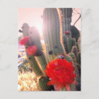 Red Cactus Flowers Sunset