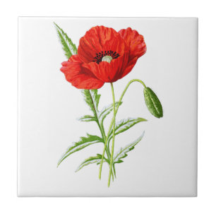 Red California Poppy Flower and Green Leaves Ceramic Tile