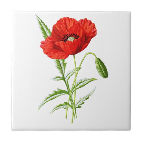 Red California Poppy Flower and Green Leaves Ceramic Tile