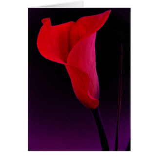 Red Calla Lily Cards