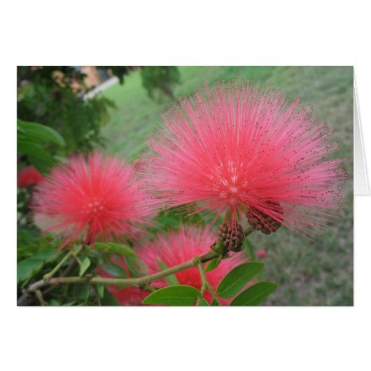 Red  calliandra cards (Front Horizontal)