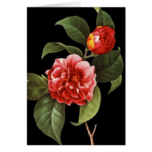 Red Camellia, 1833 Cards (Front)