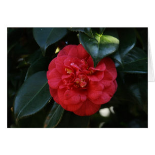 "Red Camellia # 1" Cards