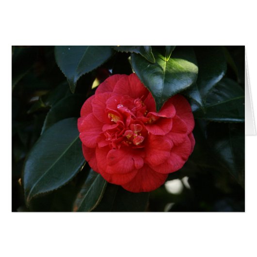 "Red Camellia # 1" Cards (Front Horizontal)