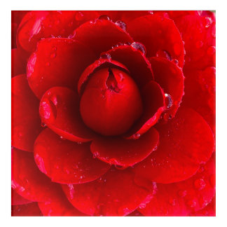 Red Camellia Bloom Acrylic Print