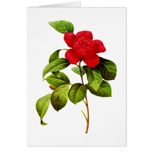 Red Camellia by Pierre Joseph Redoute Cards (Front)