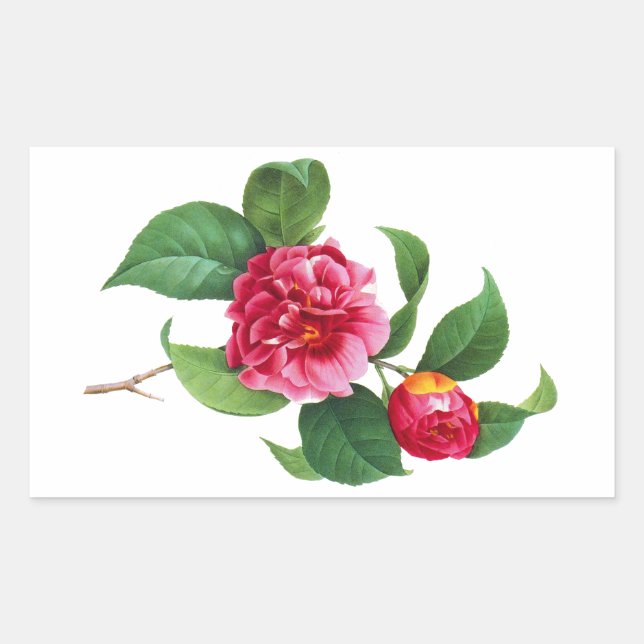 Red Camellia by Pierre Joseph Redoute Rectangular Sticker (Front)