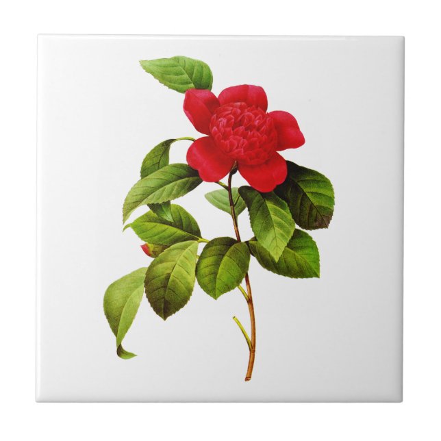 Red Camellia  by Pierre Joseph Redoute Tile (Front)