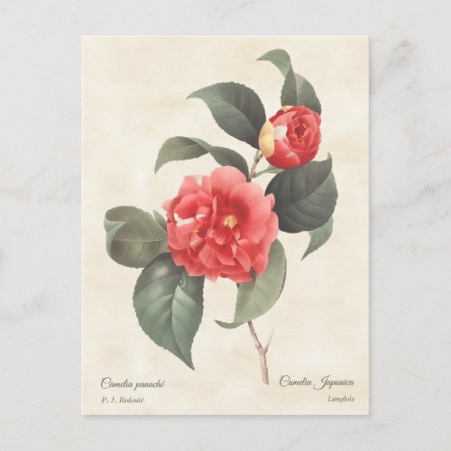 Red Camellia Japonica Vintage Botanical Postcard