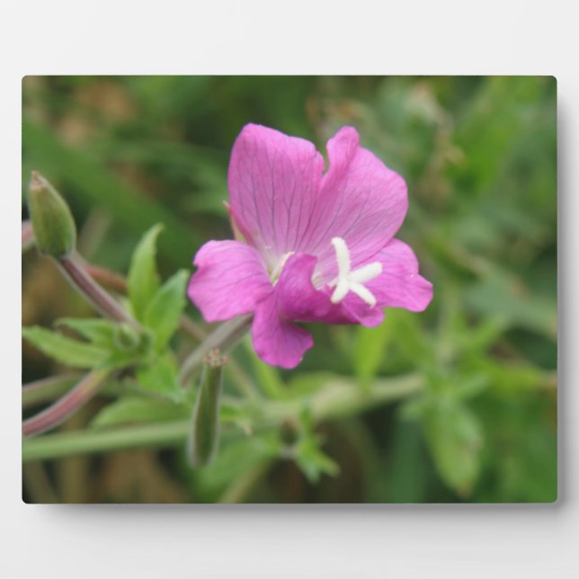 Red Campion Wildflower Plaque (Front)