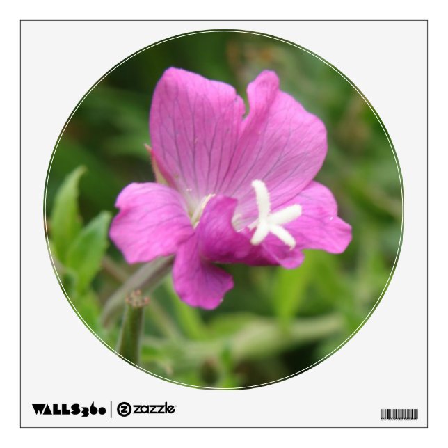 Red Campion Wildflower Wall Decal (Front)