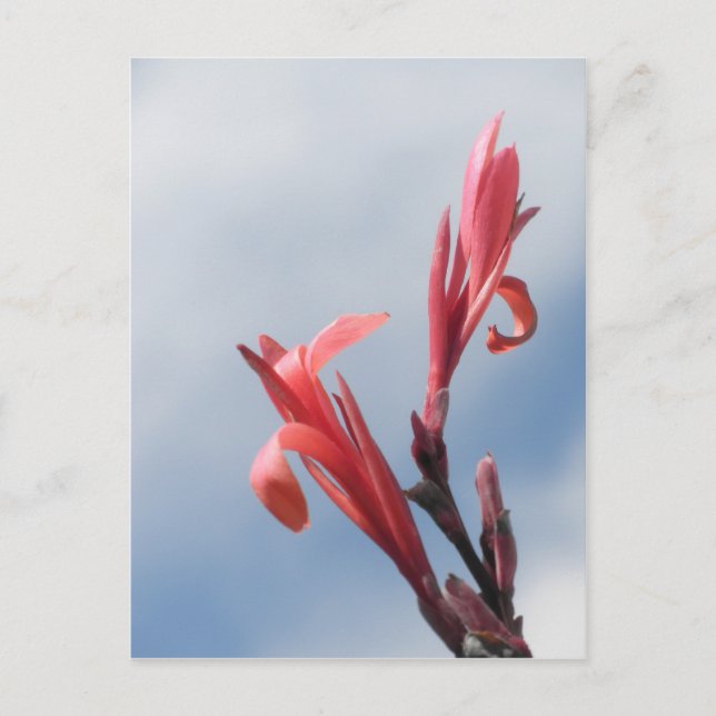 Red Cannas Canna Lilies Flower Photo Postcard (Front)