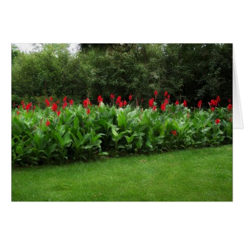 RED CANNAS  GREEN NORTHWOODS  GARDEN CARDS