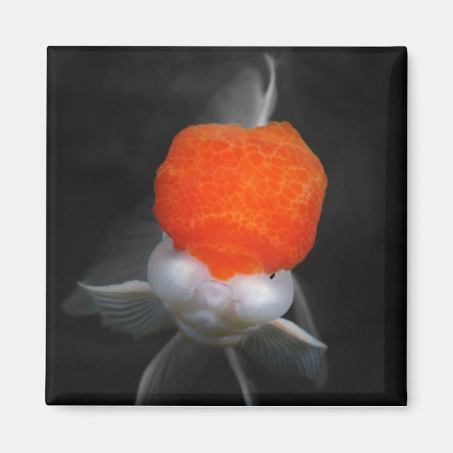 Red Cap Oranda Goldfish Magnet (Front)