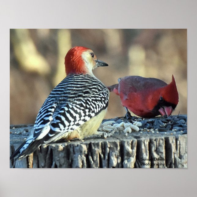 Red Cardinal and Red Bellied Woodpecker Poster (Front)