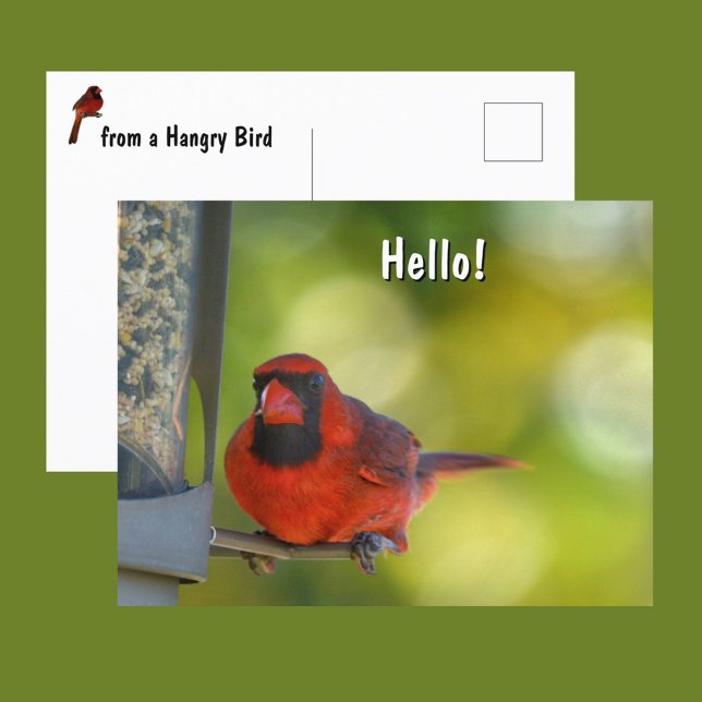 Red Cardinal at Birdfeeder Hangry Bird Postcard (Creator Uploaded)
