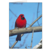 Red Cardinal/Bird (Front)