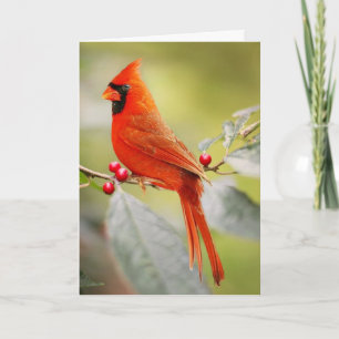 RED CARDINAL BIRD BIRTHDAY GREETING CARD