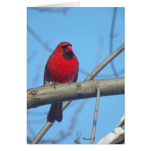 Red Cardinal/Bird Cards (Front)