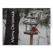 Red Cardinal Bird Christmas Greeting (Front Horizontal)