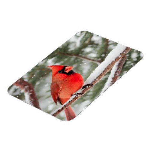 Red Cardinal Bird Close_Up Magnet