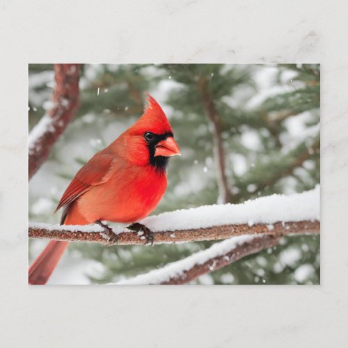 Red Cardinal Bird Close_Up Postcard