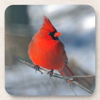 Red Cardinal Bird Coaster by HollyShop at Zazzle