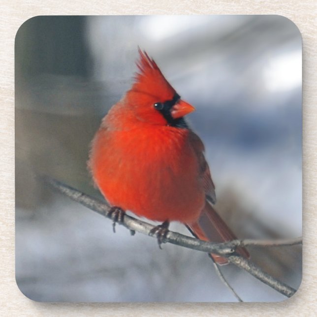 Red Cardinal Bird Coaster (Front)