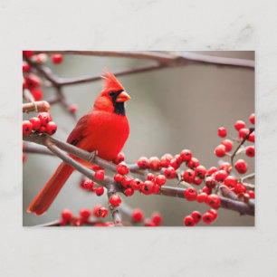 Red Cardinal Bird Forest Berries Holiday Postcard
