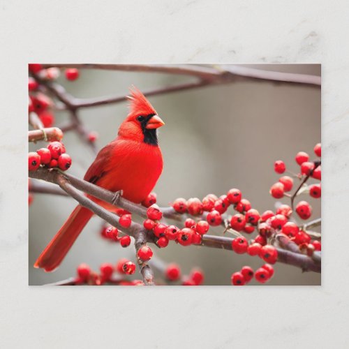 Red Cardinal Bird Forest Berries  Holiday Postcard