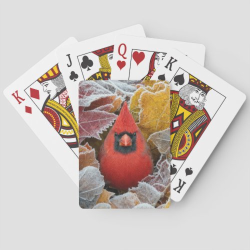Red Cardinal Bird in Frosty Autumn Leaves Poker Cards