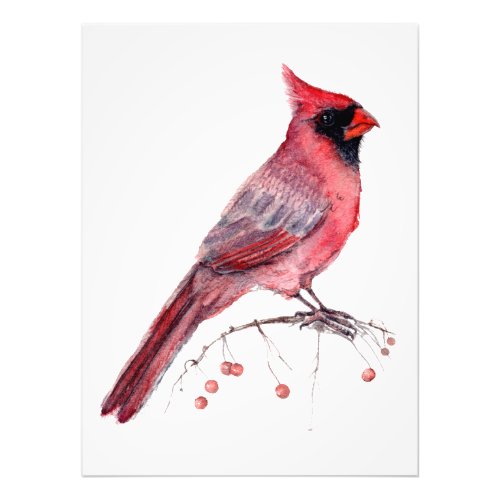 Red Cardinal Bird Photo Print
