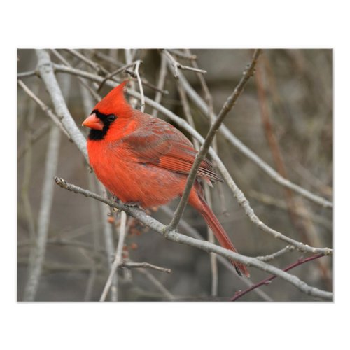 Red Cardinal Bird Photo Print