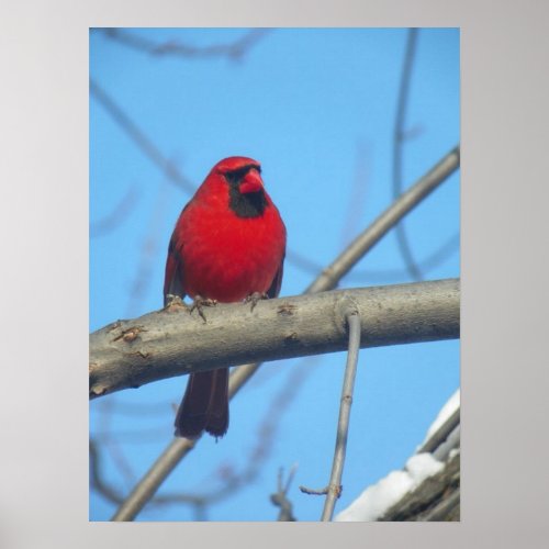 Red CardinalBird Poster