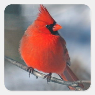 Red Cardinal Bird Square Sticker