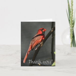 Red Cardinal Bird Thank You Note Card