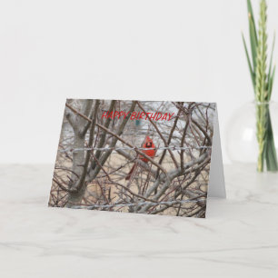 Red Cardinal, Birthday Let It Shine Card