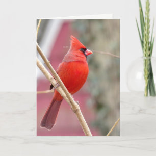 Red Cardinal Blank Greeting Card