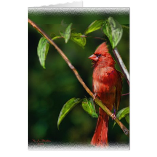 Red Cardinal Cards (Front)