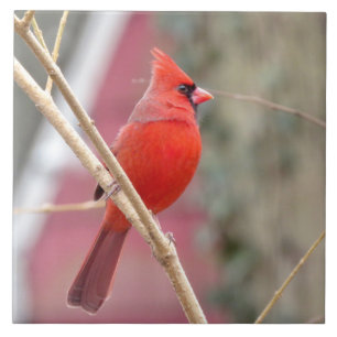 Red Cardinal Ceramic Tile