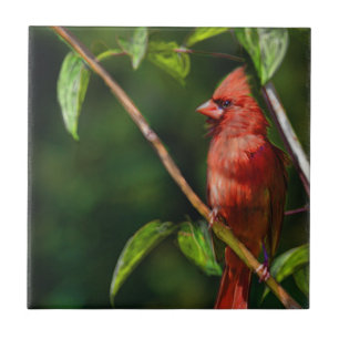 Red Cardinal Ceramic Tile