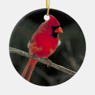 Red Cardinal Christmas Ornament