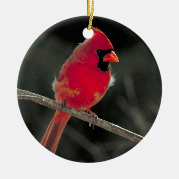 Red Cardinal Christmas Ornament Zazzle Com   Red Cardinal Christmas Ornament R8632a994fca94c728522fa8db9b74930 X7s2y 8byvr 630 