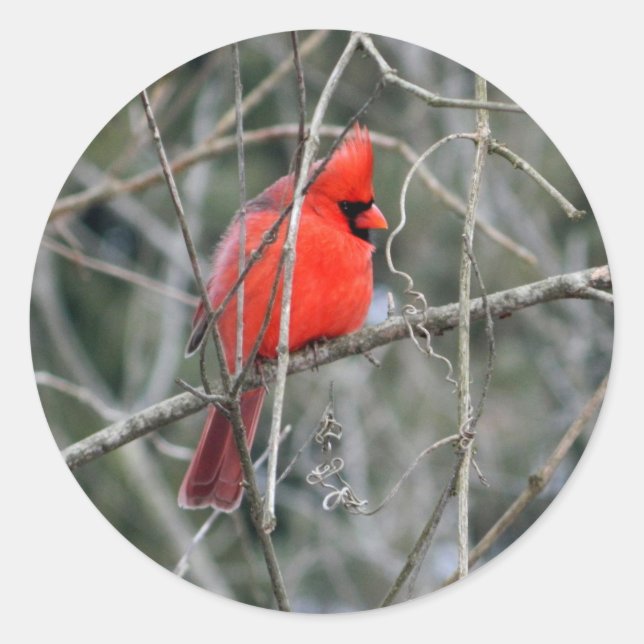 Red Cardinal Crest Classic Round Sticker (Front)