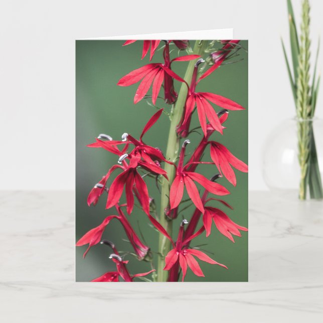 Red Cardinal Flower Greeting Card (Front)